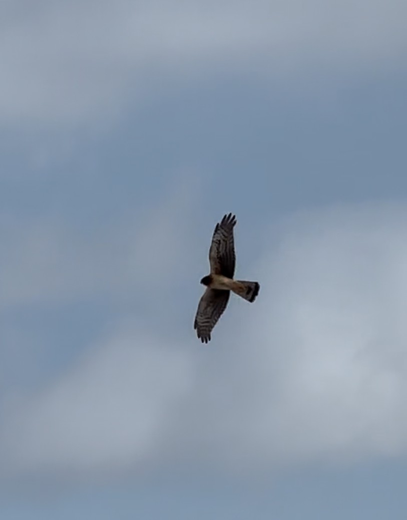 Northern Harrier - ML631617421