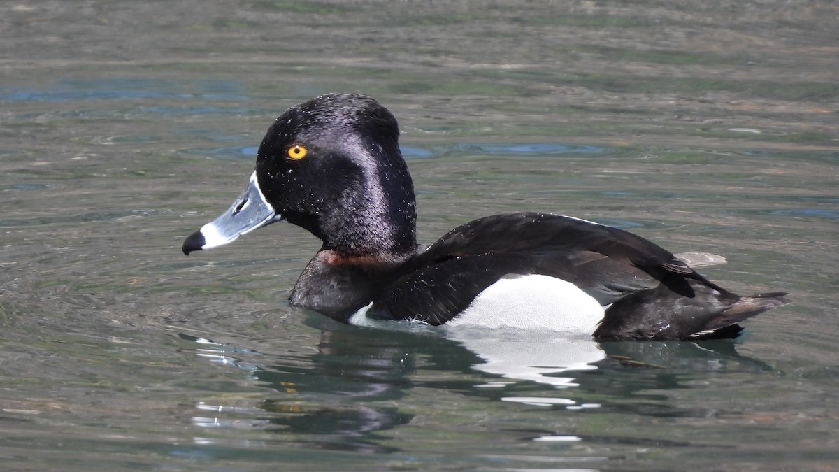 Ring-necked Duck - ML631617446