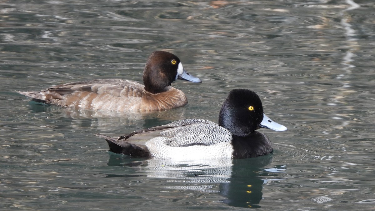 Lesser Scaup - ML631617454