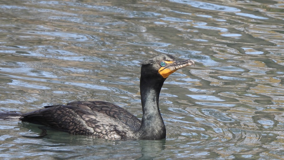 Double-crested Cormorant - ML631617460