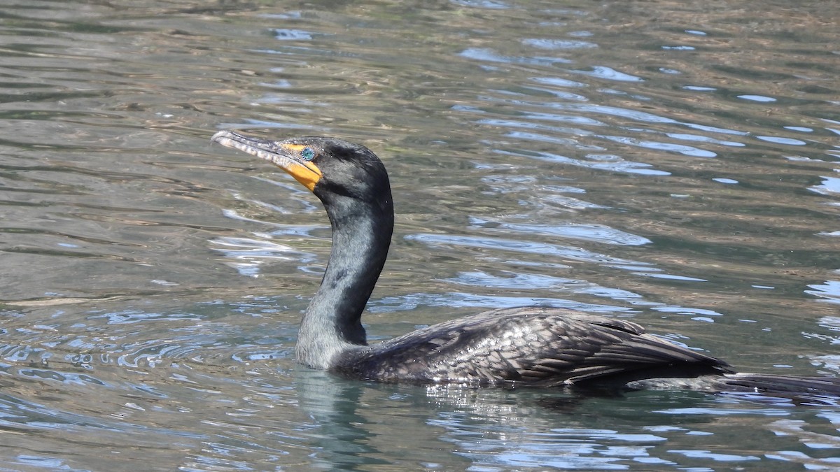 Double-crested Cormorant - ML631617461