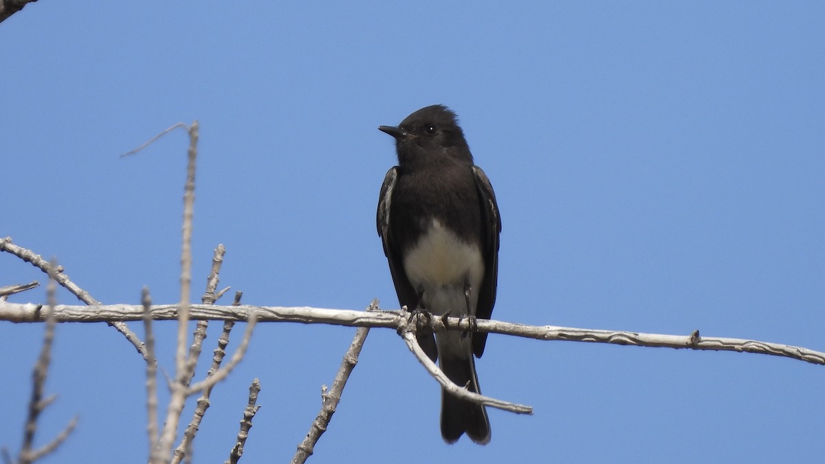 Black Phoebe - ML631617466