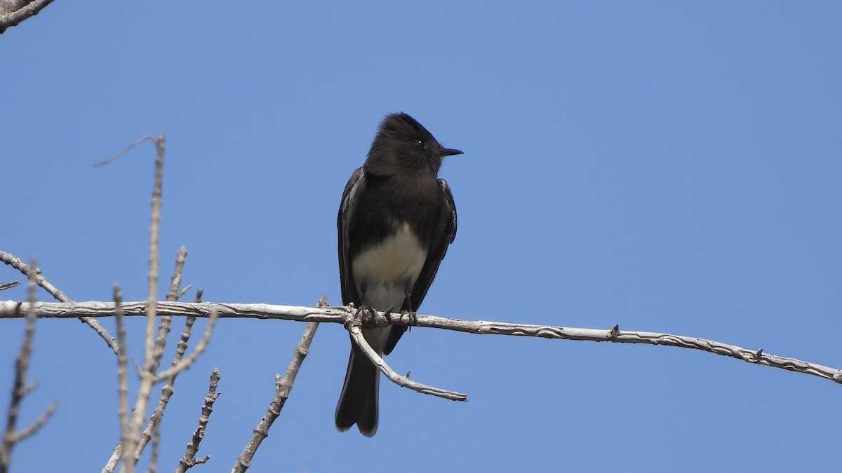 Black Phoebe - ML631617467