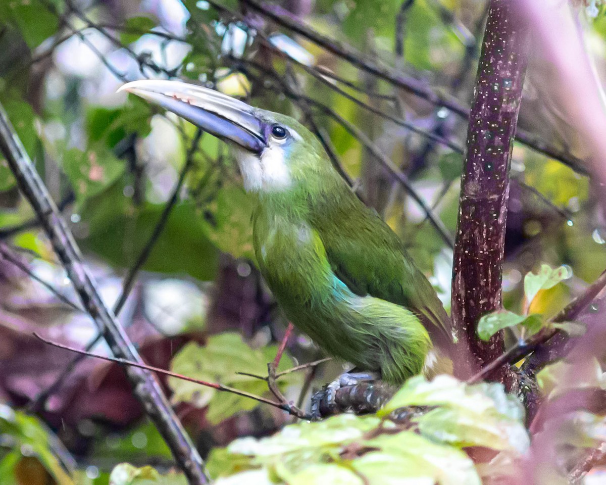 Blue-banded Toucanet - ML631617526
