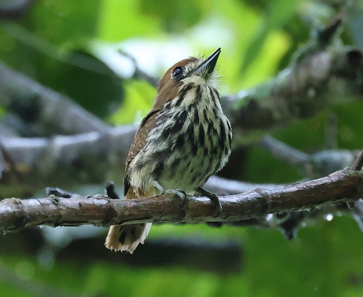 Lanceolated Monklet - ML631617564