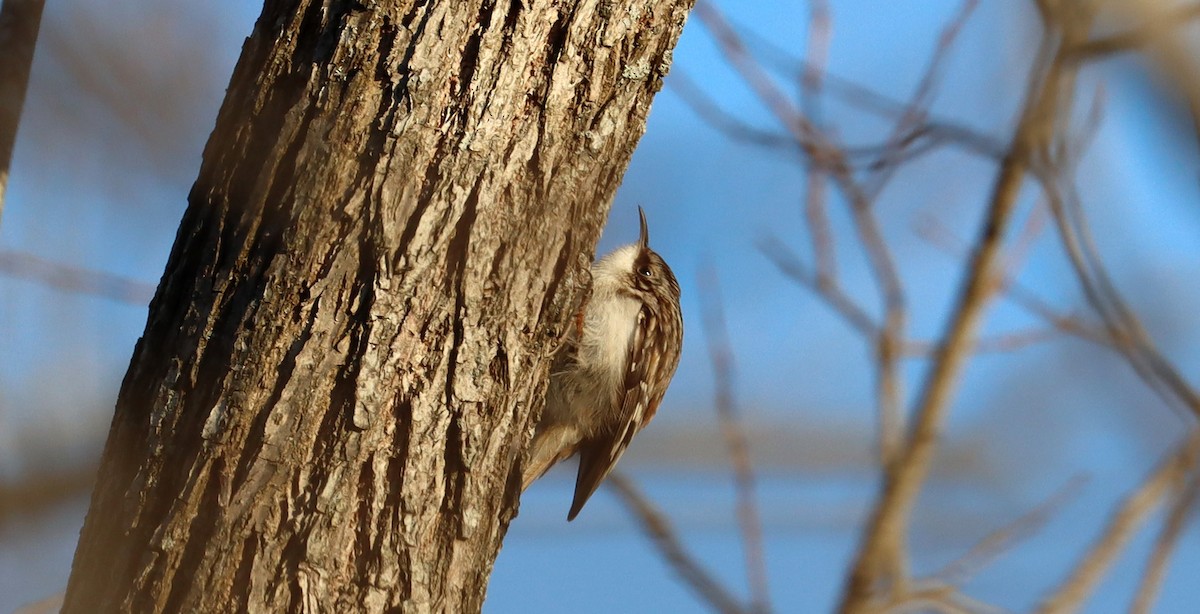 Brown Creeper - ML631617581