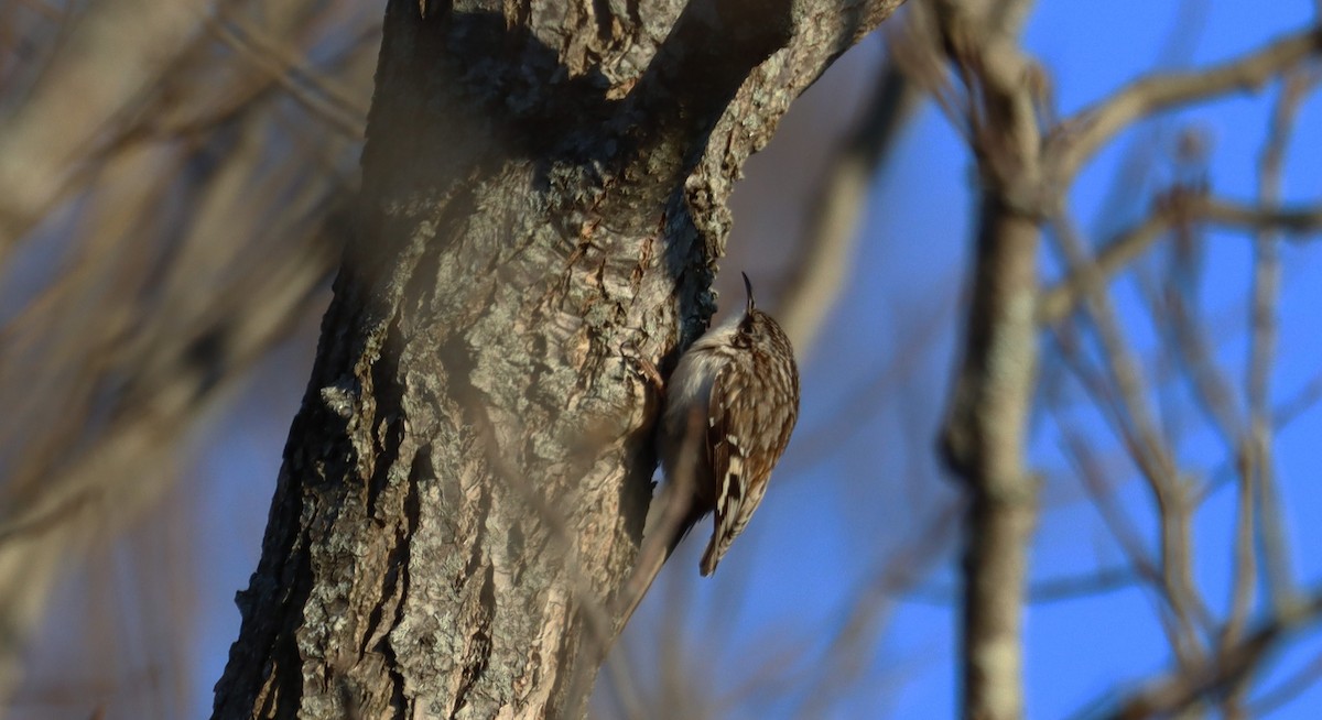 Brown Creeper - ML631617599