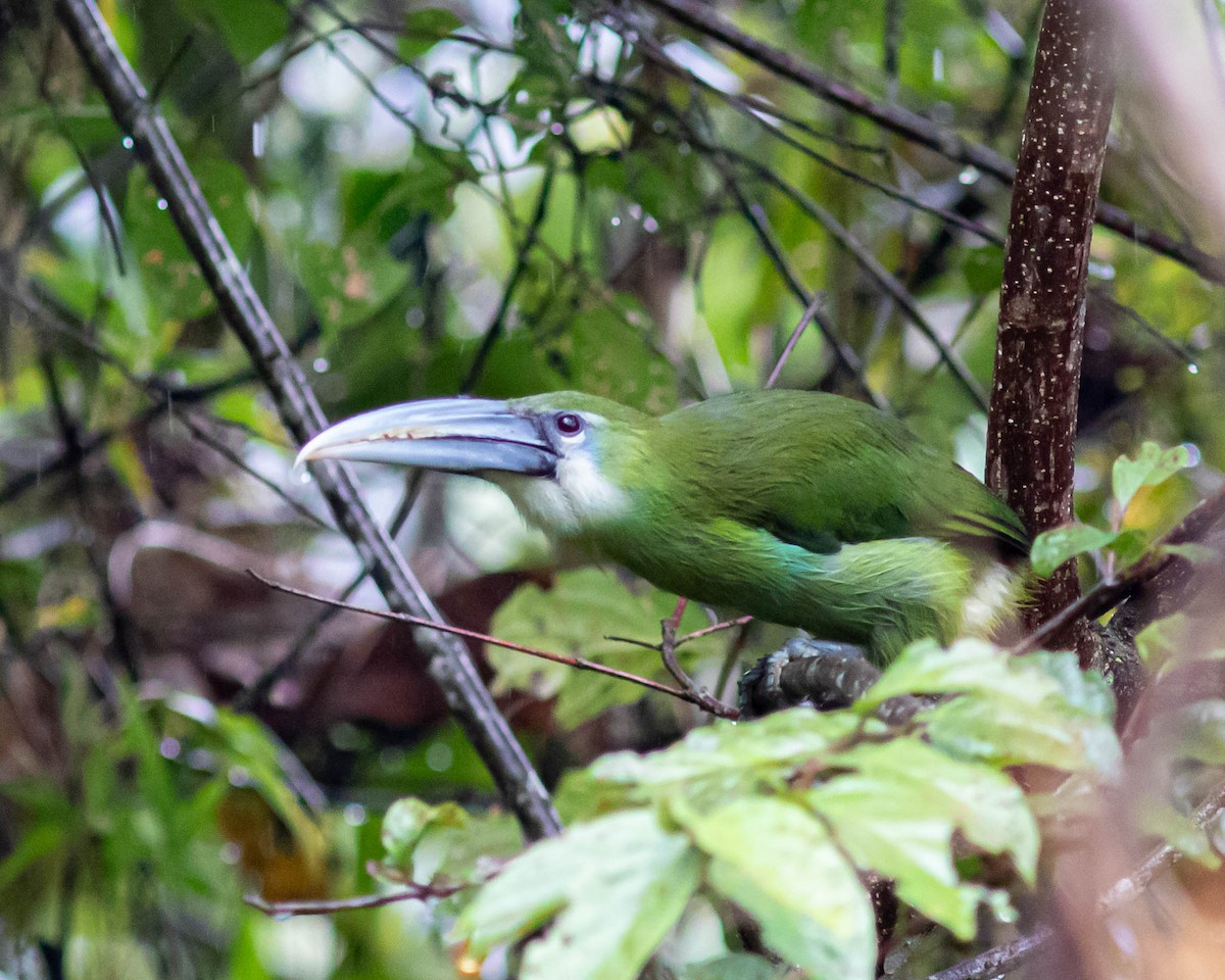 Blue-banded Toucanet - ML631617720