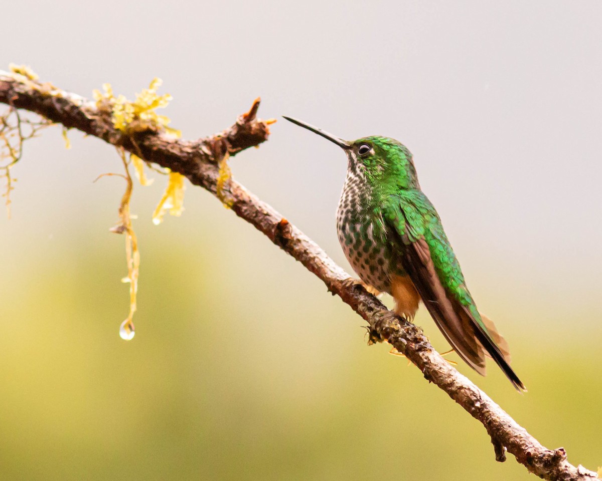 Rufous-booted Racket-tail - ML631617807