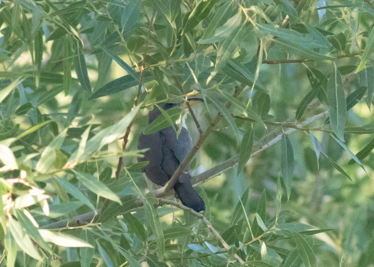 Yellow-billed Cuckoo - ML63161781