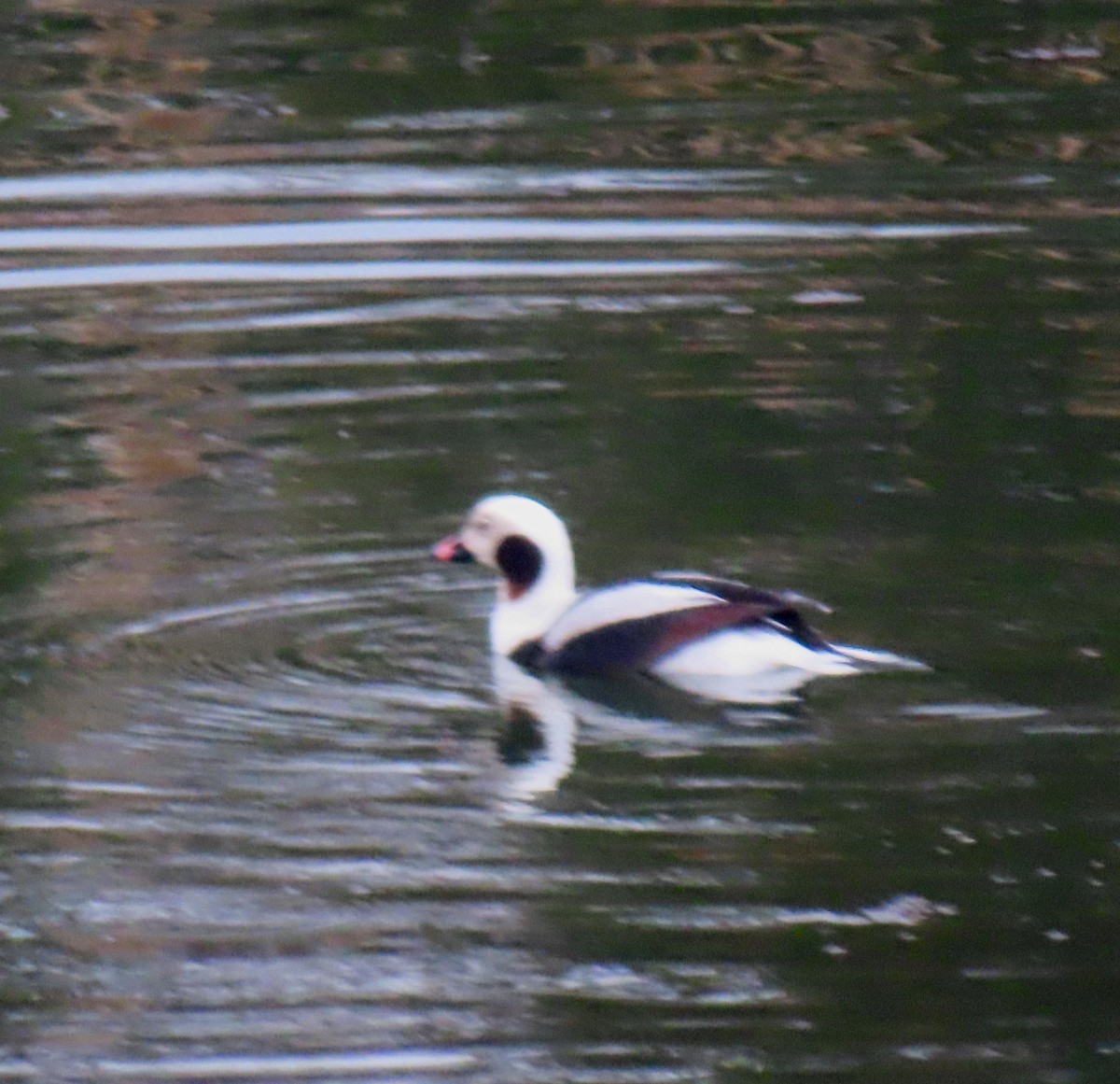 Long-tailed Duck - ML631617849