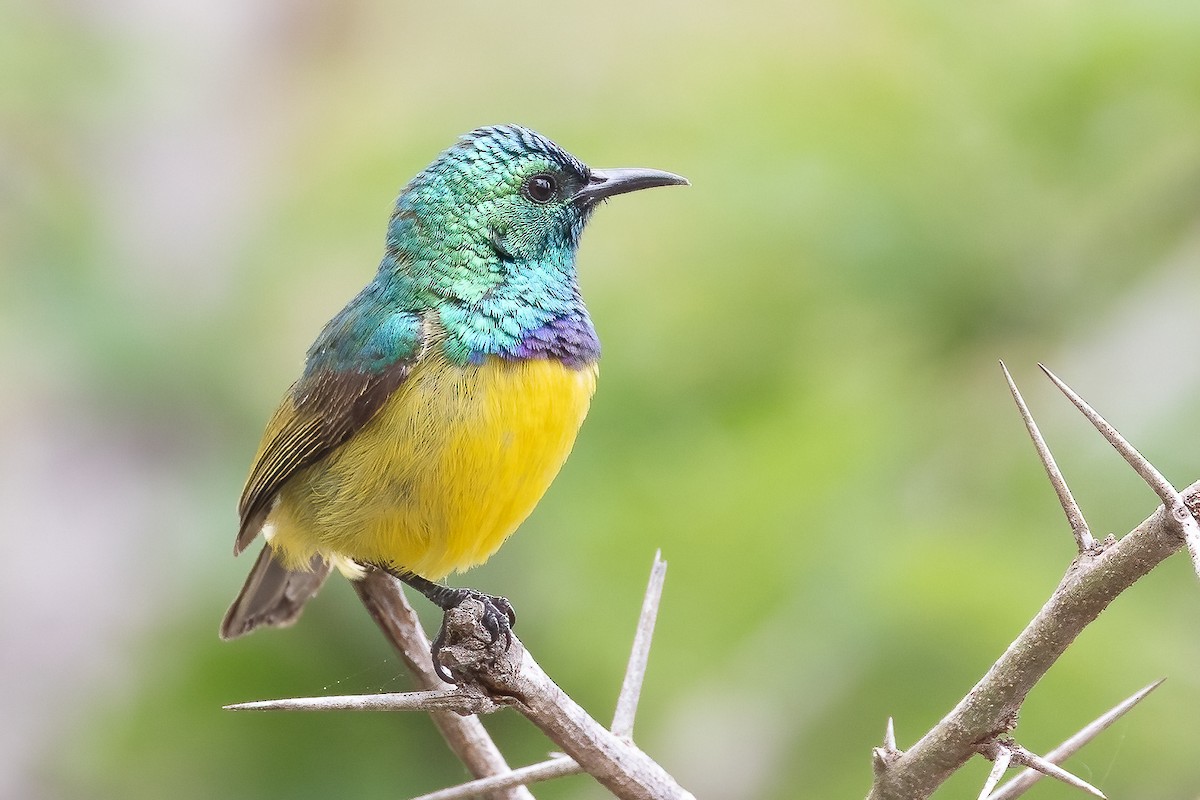 Collared Sunbird - ML631617861