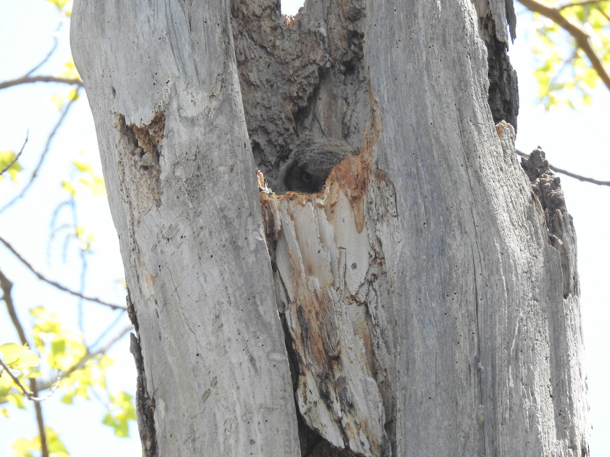 Great Horned Owl - ML631617967