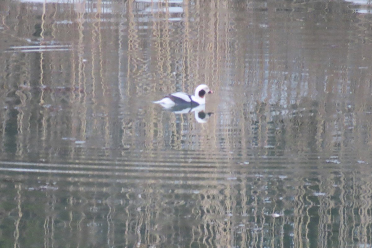 Long-tailed Duck - ML631617989