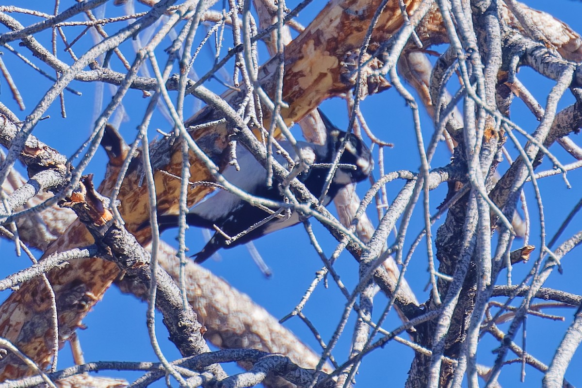 Hairy Woodpecker - ML631617997