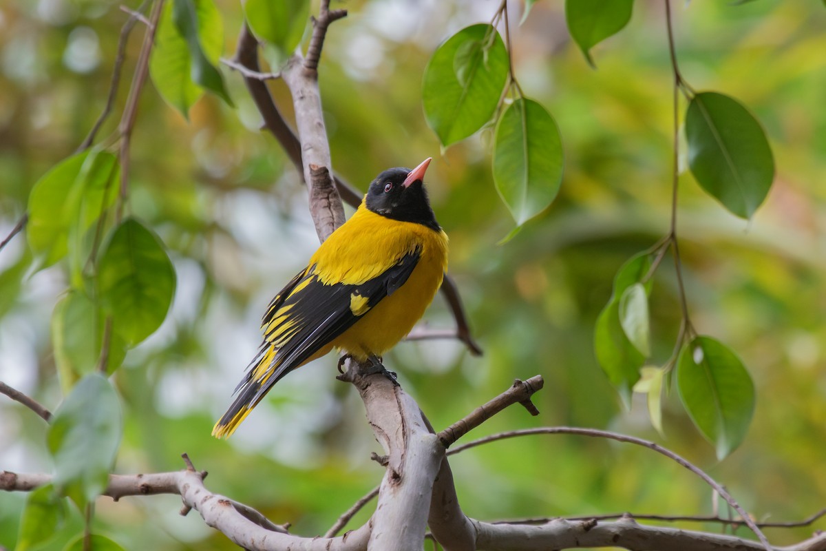 Black-hooded Oriole - ML631618054