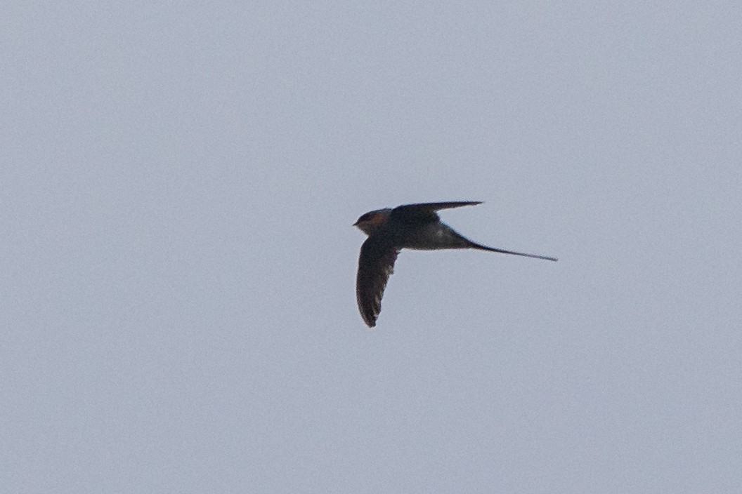 Crested Treeswift - ML631618115