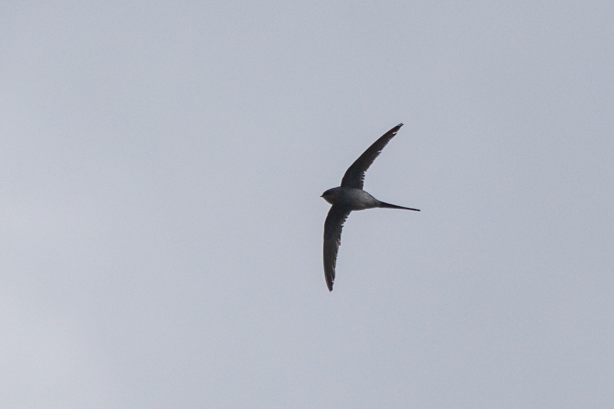 Crested Treeswift - ML631618116