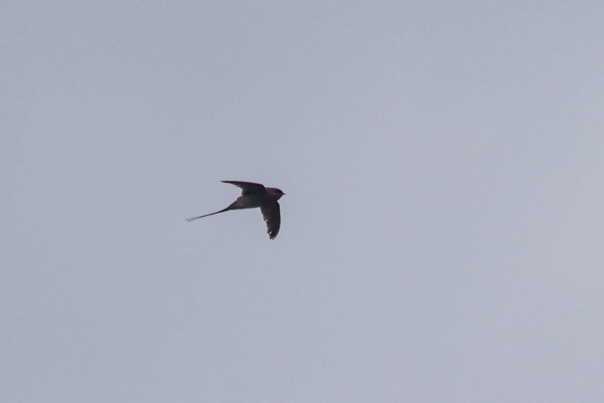 Crested Treeswift - ML631618117