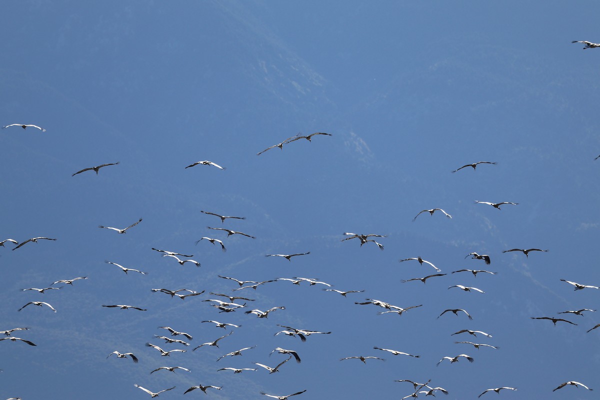 White Stork - ML631618295