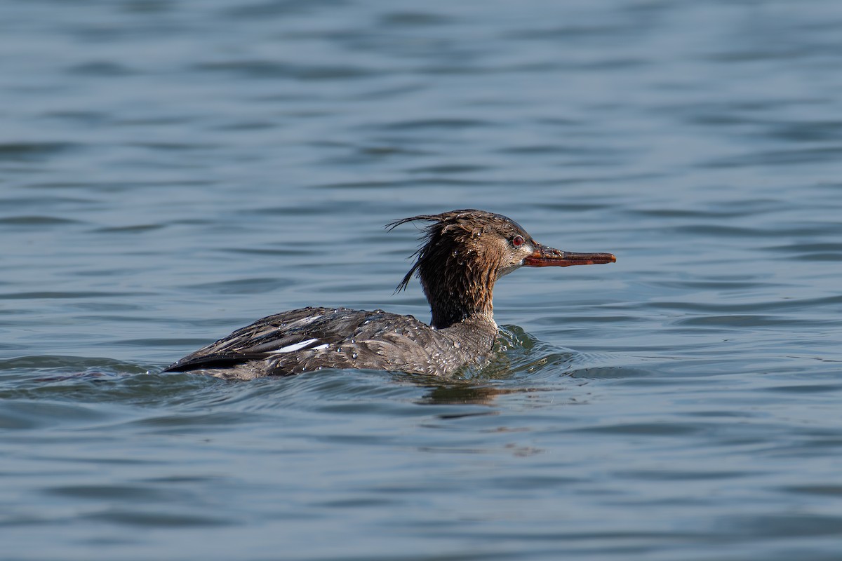 Red-breasted Merganser - ML631618301