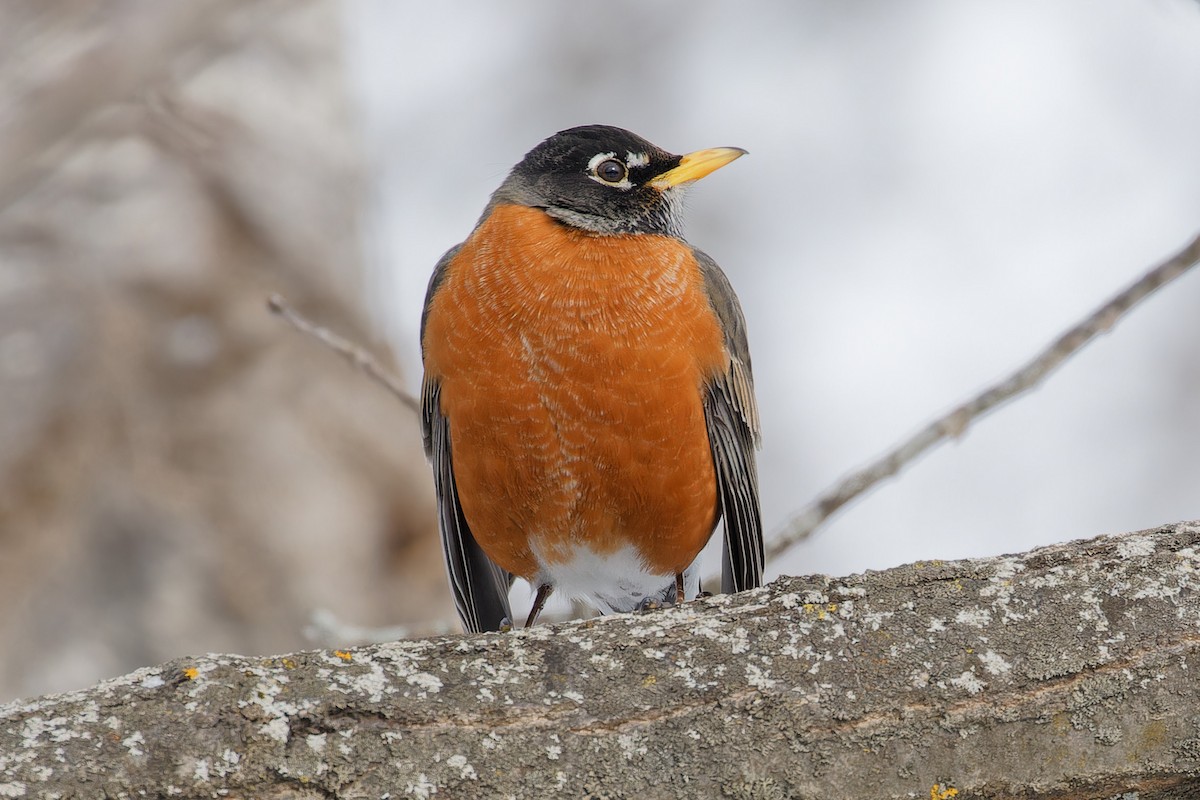 American Robin - ML631618364