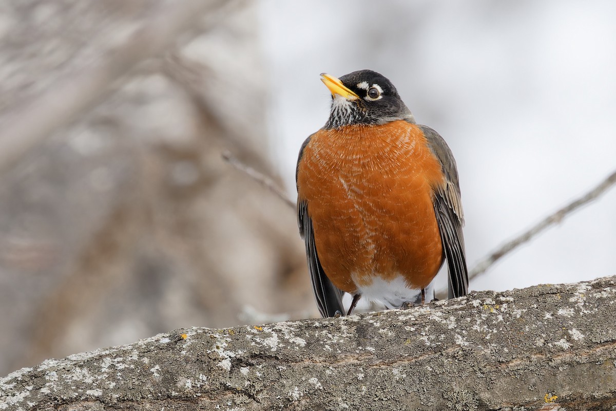 American Robin - ML631618370