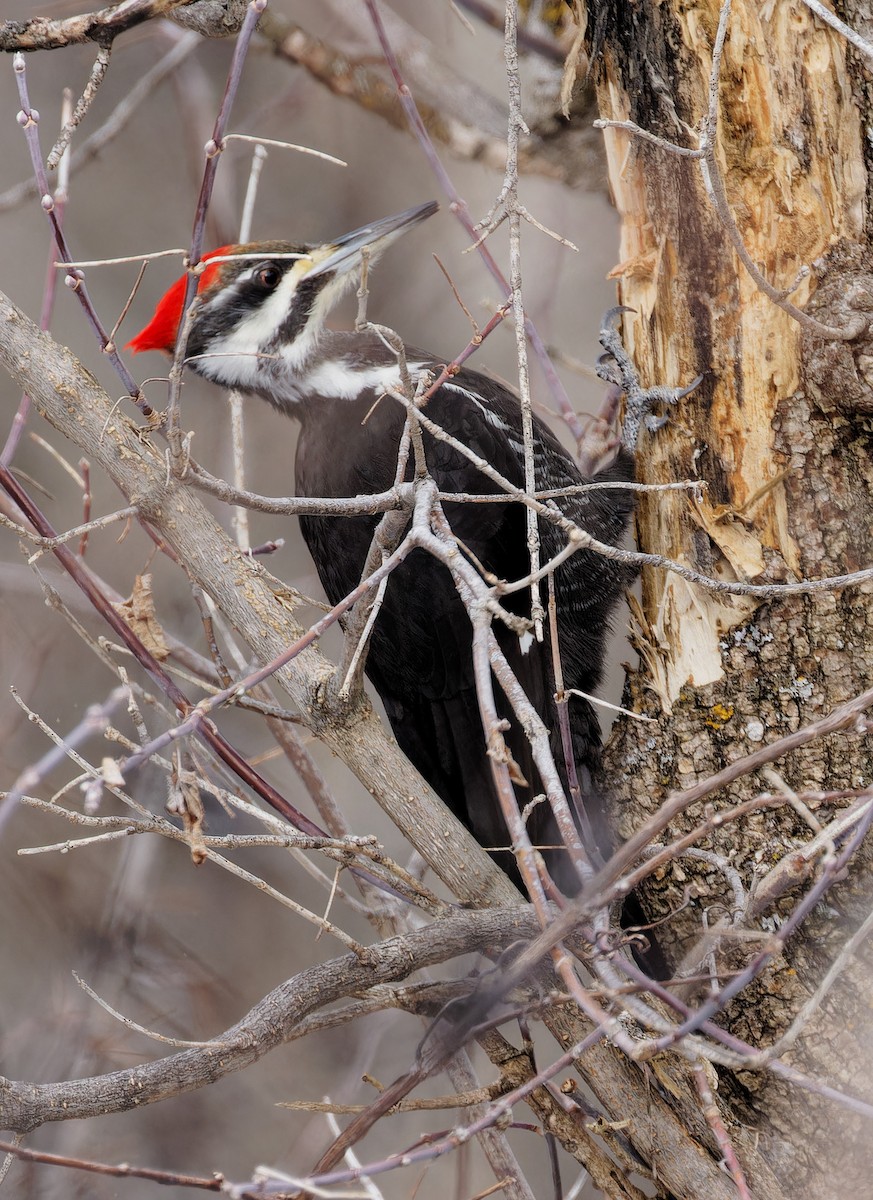 Pileated Woodpecker - ML631618373