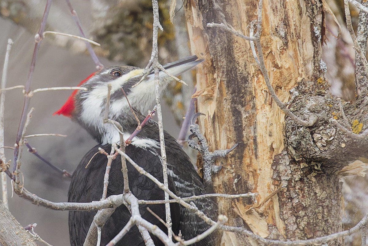 Pileated Woodpecker - ML631618374