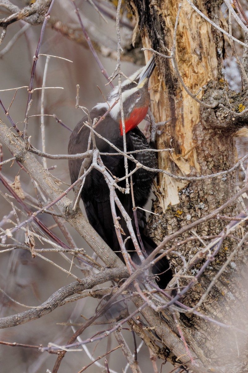 Pileated Woodpecker - ML631618380