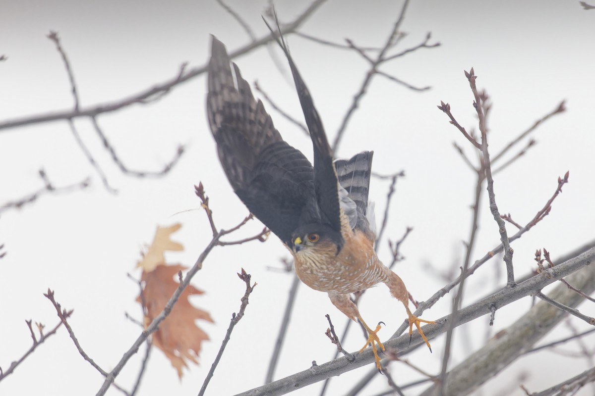 Sharp-shinned Hawk - ML631618401