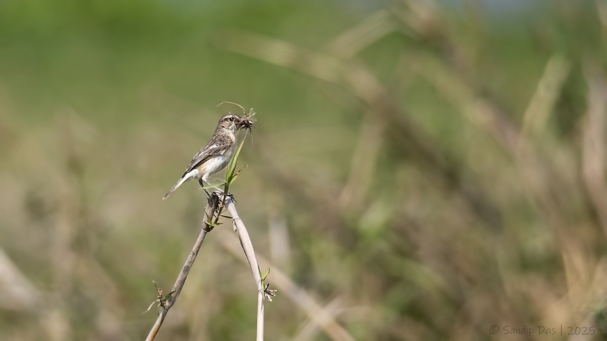 White-tailed Stonechat - ML631618486