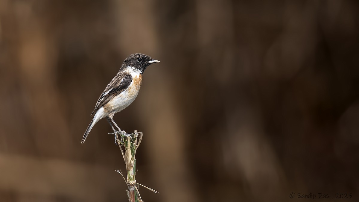 White-tailed Stonechat - ML631618487