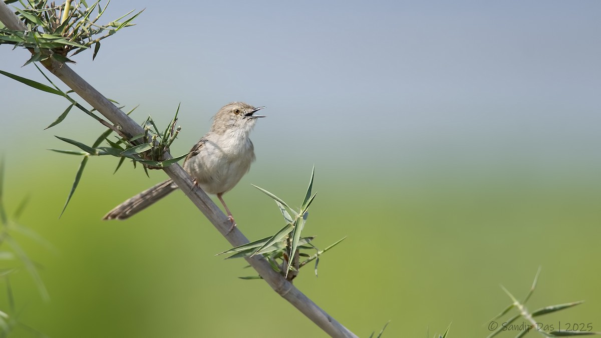 Delicate Prinia - ML631618497