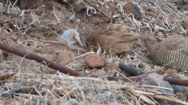 Rock Bush-Quail - ML631618596