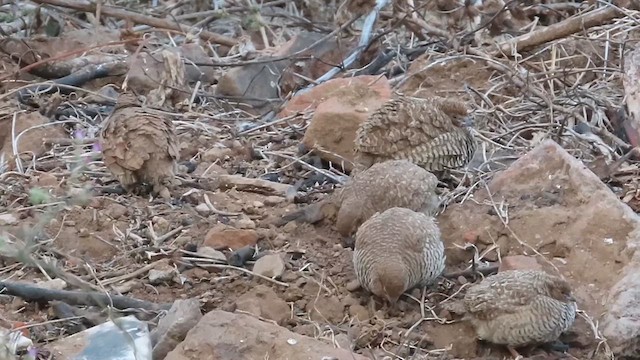 Rock Bush-Quail - ML631618597