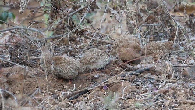 Rock Bush-Quail - ML631618598