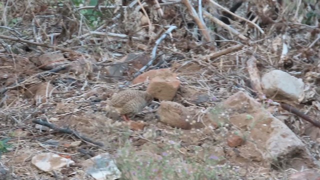Rock Bush-Quail - ML631618600