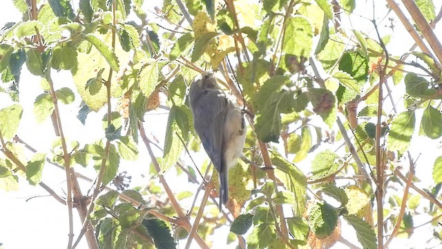 Common Chiffchaff - ML631618617