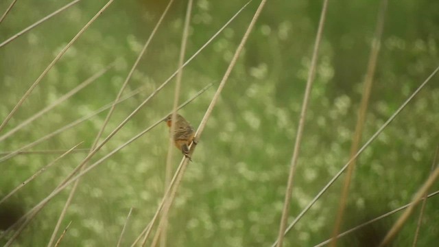 Sporophila sp. - ML631618618