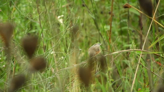 Sporophila sp. - ML631618649