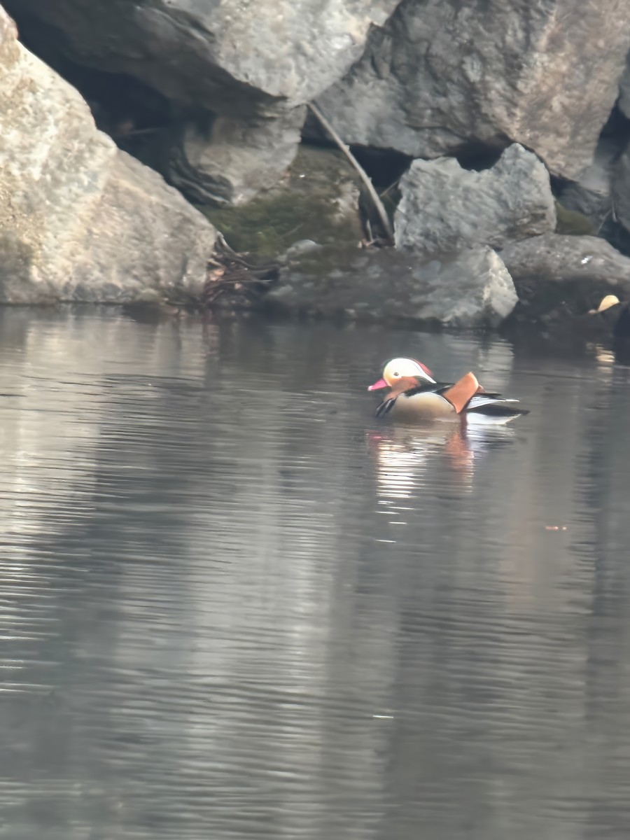 Mandarin Duck - ML631618697