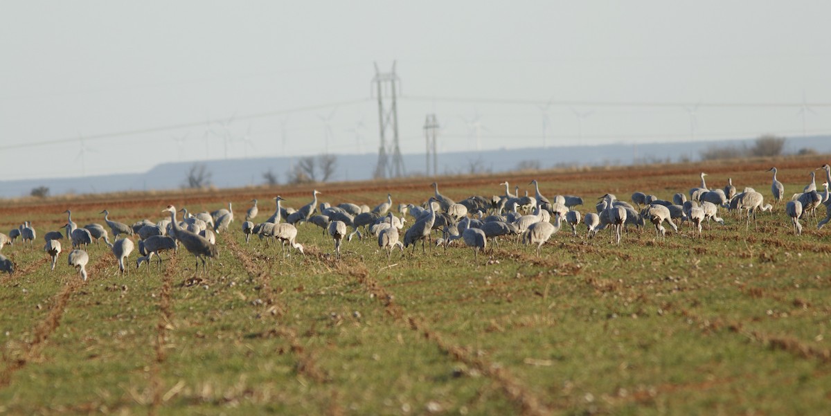 Орог тогоруу - ML631618917