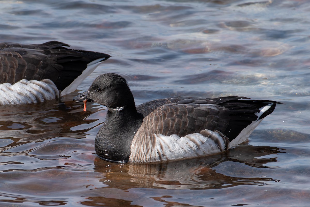 Brant - ML631618919