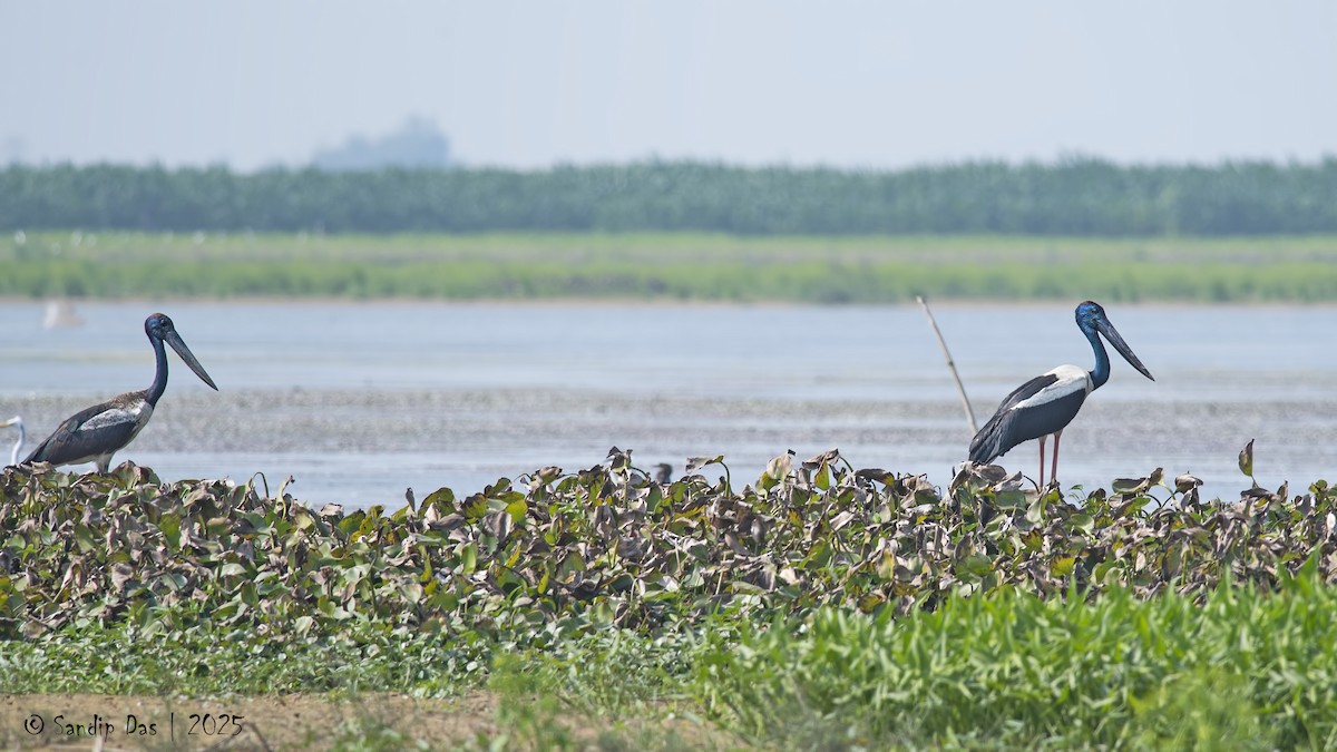 Black-necked Stork - ML631618923