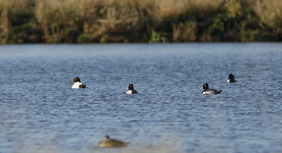 Canvasback - ML631619021