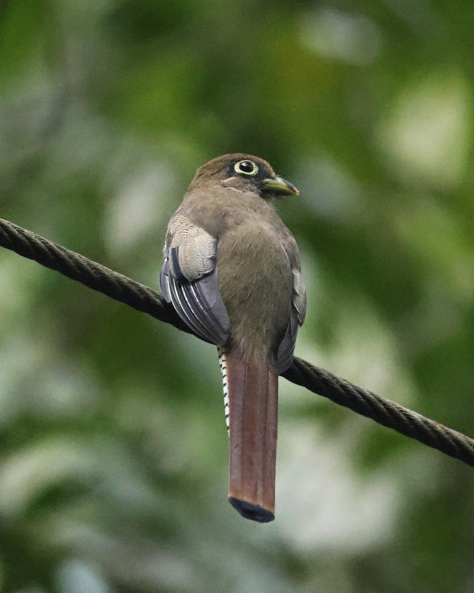 Choco Black-throated Trogon - ML631619061