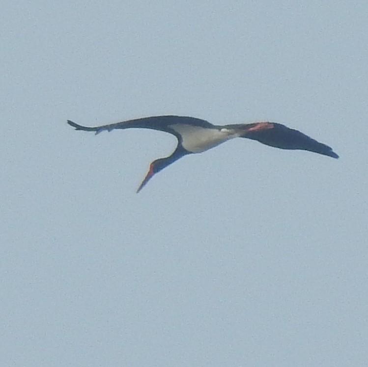 Schwarzstorch - ML631619128