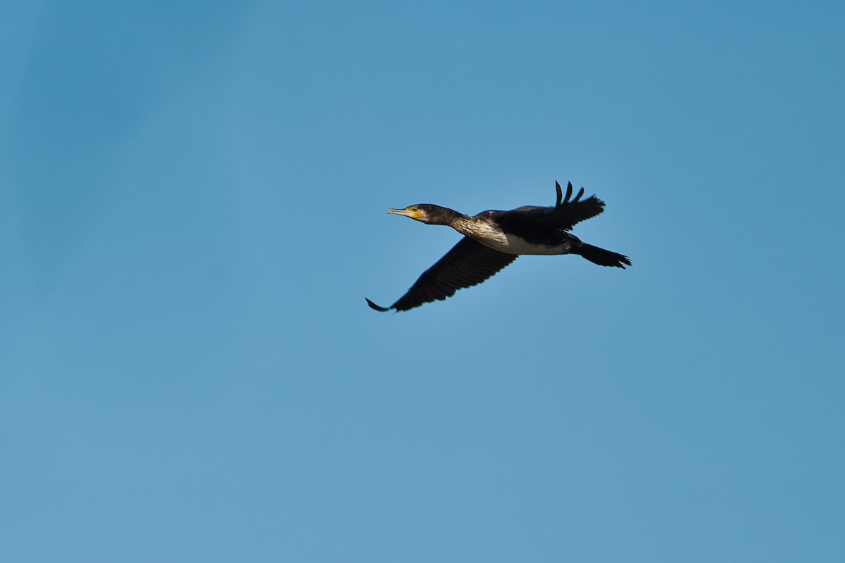 Great Cormorant - ML631619155