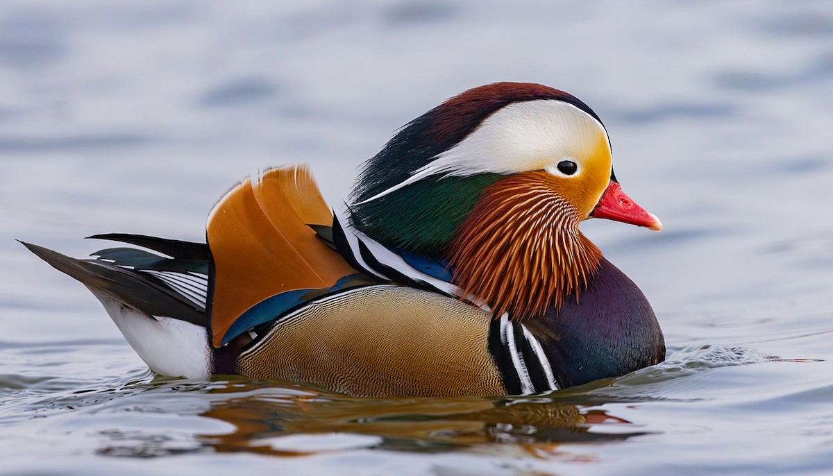 Мандир уранхажин - ML631619208